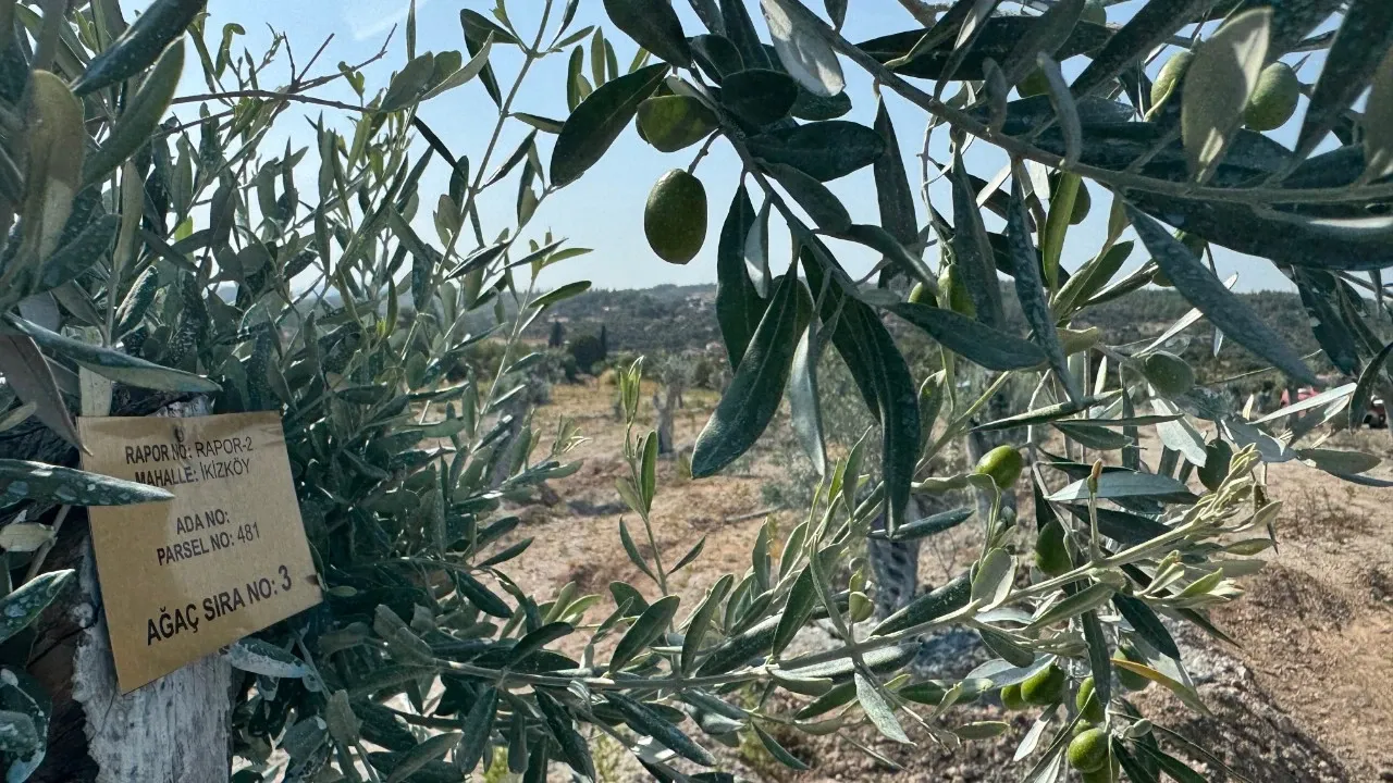 Milas’ta Taşınan Zeytin Ağaçları Bir Yıl Dolmadan Yeniden Meyve Verdi